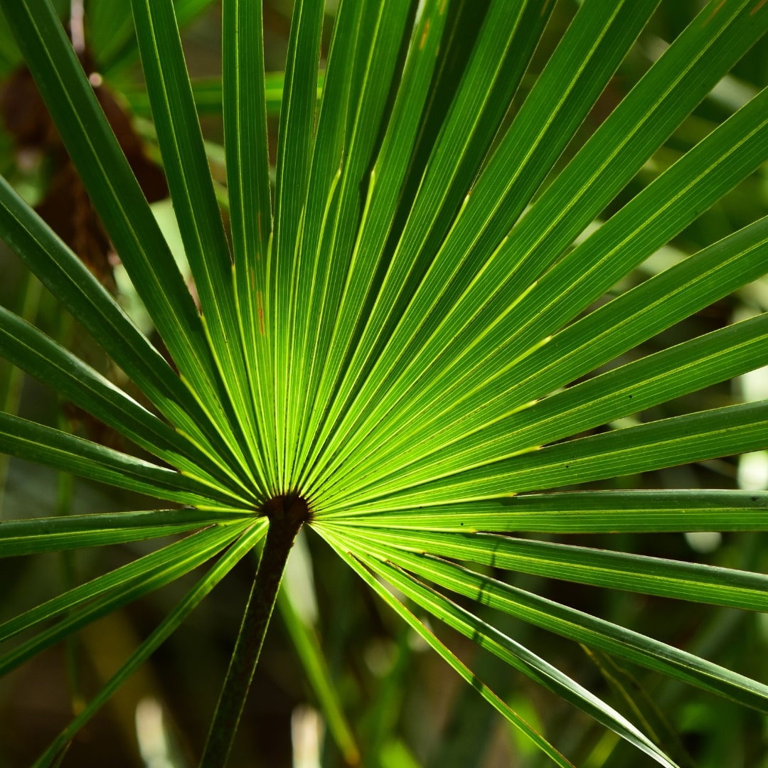 Rooted in Nature: Saw Palmetto's Haircare Wonders